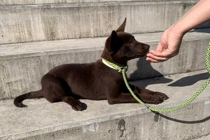 Welpen-Hundeschule