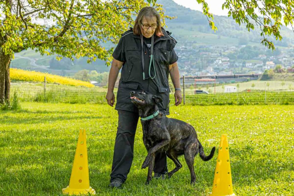 Hundeschule-6 Pfoten Harmonie-243