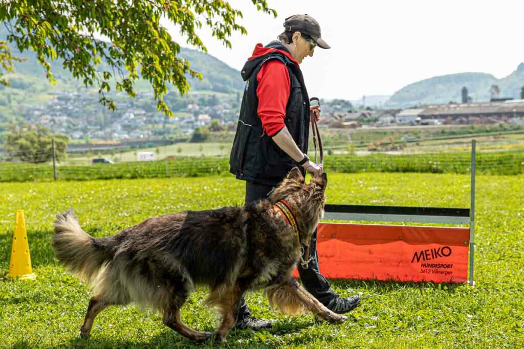 Hundeschule-6 Pfoten Harmonie-299