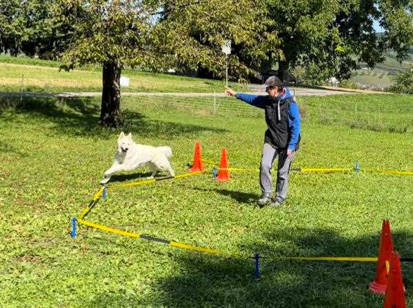 Longieren_Hundeschule